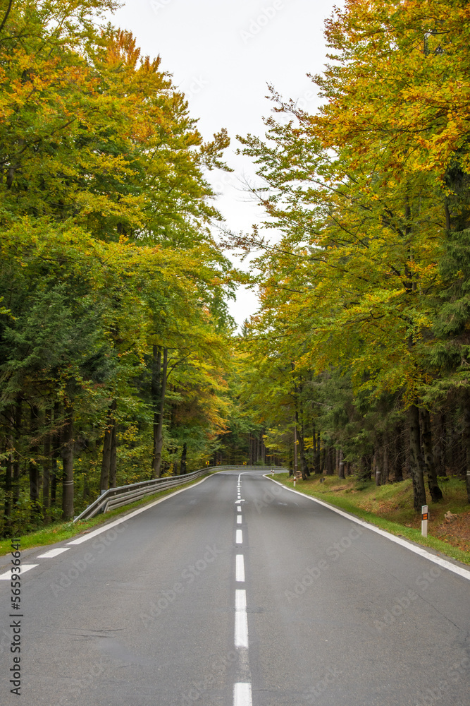 Fototapeta premium road in autumn forest