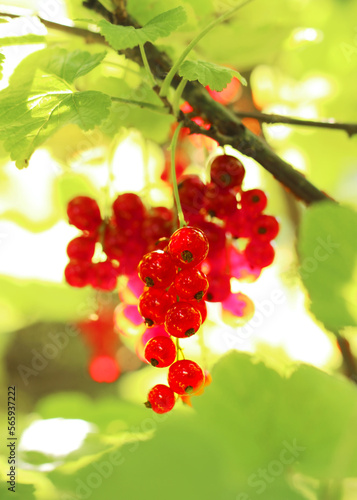 Rote Johannisbeeren am Strauch
