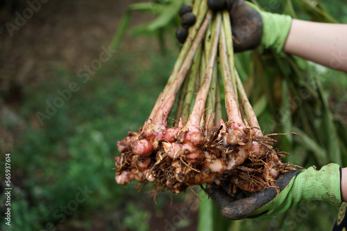Fotografi The farmer's hand holds the galangal that has just been dug and harvested