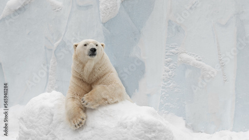 Funny polar bear. Polar bear sitting in a funny pose. white bear.