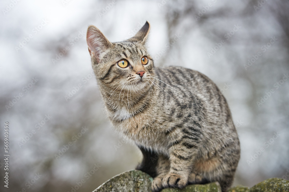 Portrait of a young mongrel tabby cat sitting on a fence and carefully looking to the side. Spring outdoors from low angle view. Portrait of a young mongrel tabby cat sitting on a fence and carefully looking to the side. Spring outdoors from low angle view.