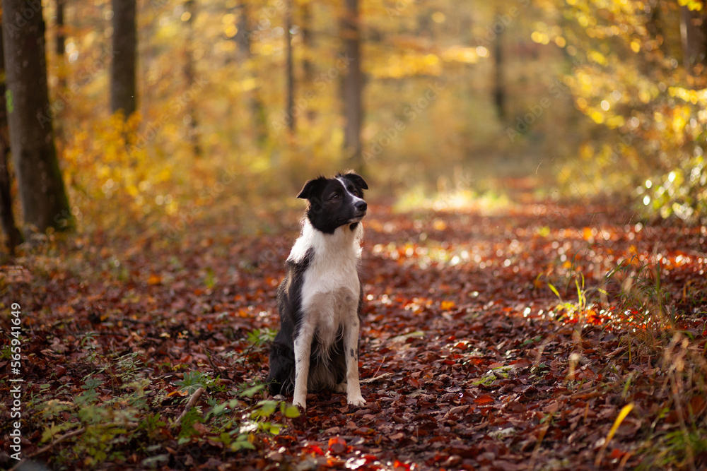 A Border Collie dog sits in a beautiful colorful autumn forest, the rays of the sun illuminate the forest.
