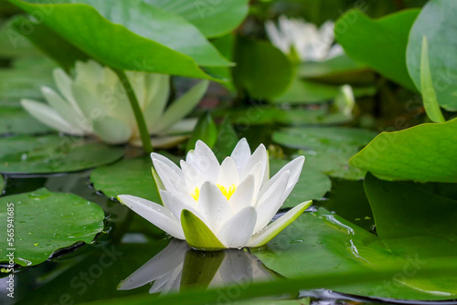 Beautiful white water lily  Nymphaea  or lotus flower among green leaves in the water.