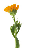 Calendula. Marigold flowers with leaves isolated on white