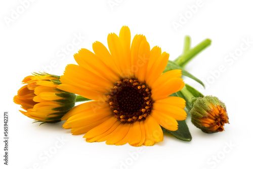 Calendula. Marigold flowers with leaves isolated on white