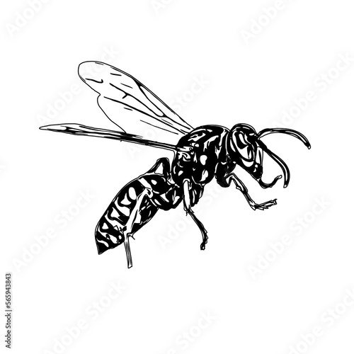 Black and white sketch of a wasp with transparent background