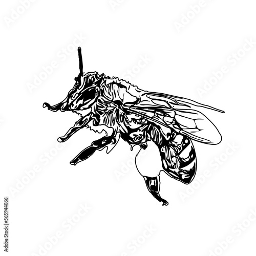 Black and white sketch of a wasp with transparent background