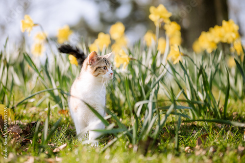 Katze im Garten zwischen Narzissen im Frühling, Frühblüher, schönes Wetter