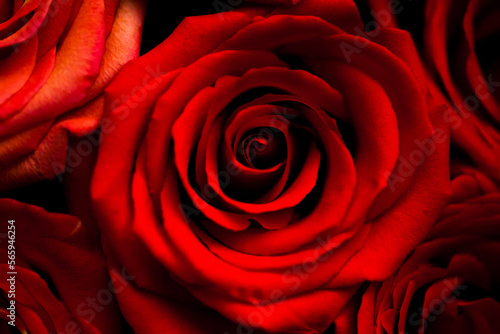 fresh dark red roses close up texture background for St. Valentine's Day