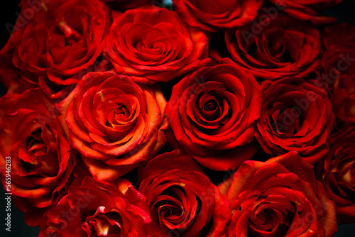 fresh dark red roses close up texture background for St. Valentine's Day