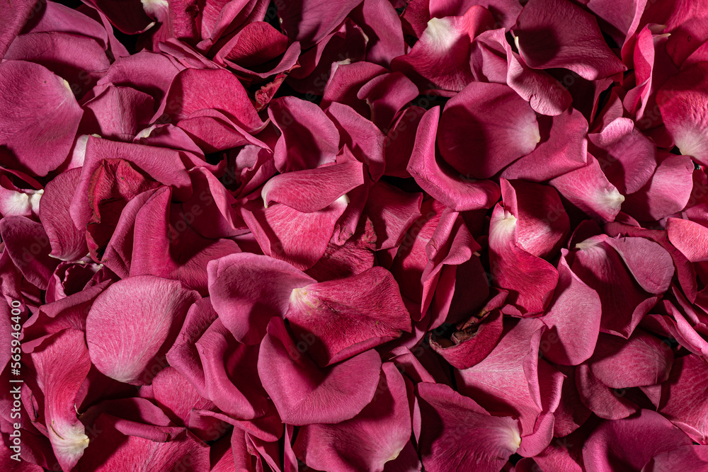 rose background rose background