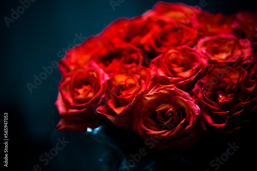 A bunch of fresh dark red roses close up for St. Valentine s Day