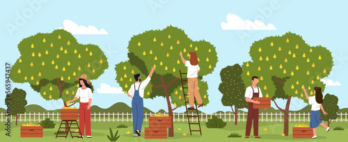 Harvesting people process. Flat farmers characters in garden pick pears, agricultural industry, picking ripe fruit, men and women in countryside, nowaday vector cartoon flat concept