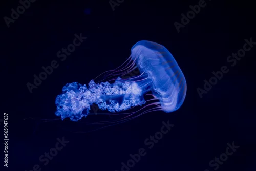 Obraz Detail of long jellyfish, blue underwater macro detail, ultraviolet light