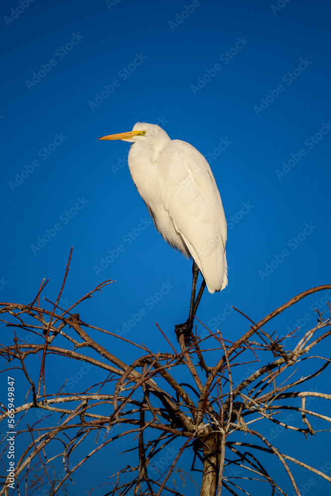 Photograph of a Great White Egret Photograph of a Great White Egret