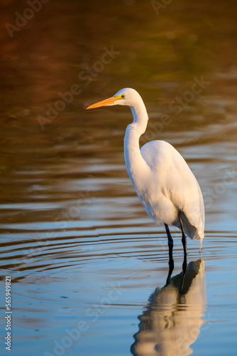 Photograph of a Great White Egret © Christopher