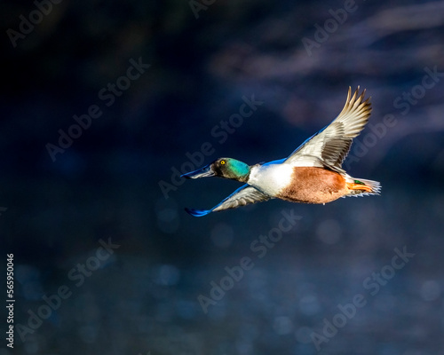Photograph of Northern Shoveler Ducks © Christopher