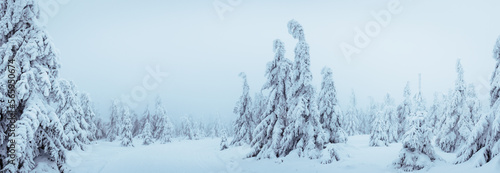 Winter forest in fog. Snow covered spruce trees with frozen mist. Cold weather in mountain. Panoramic view © encierro