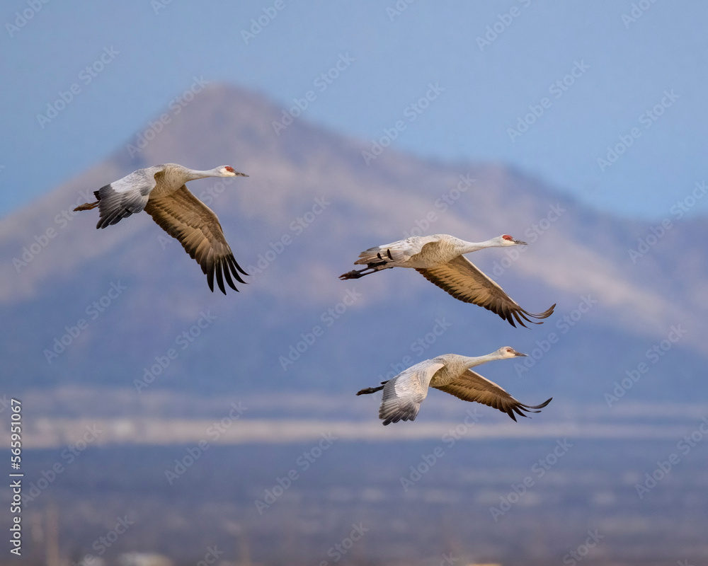 Photograph of Sandhill Cranes