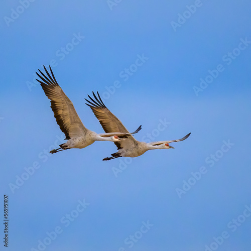 Photograph of Sandhill Cranes