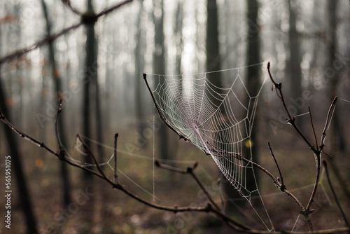 Spider web in misty forest. 