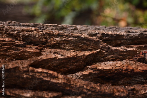 bark texture © Артем Нідерман