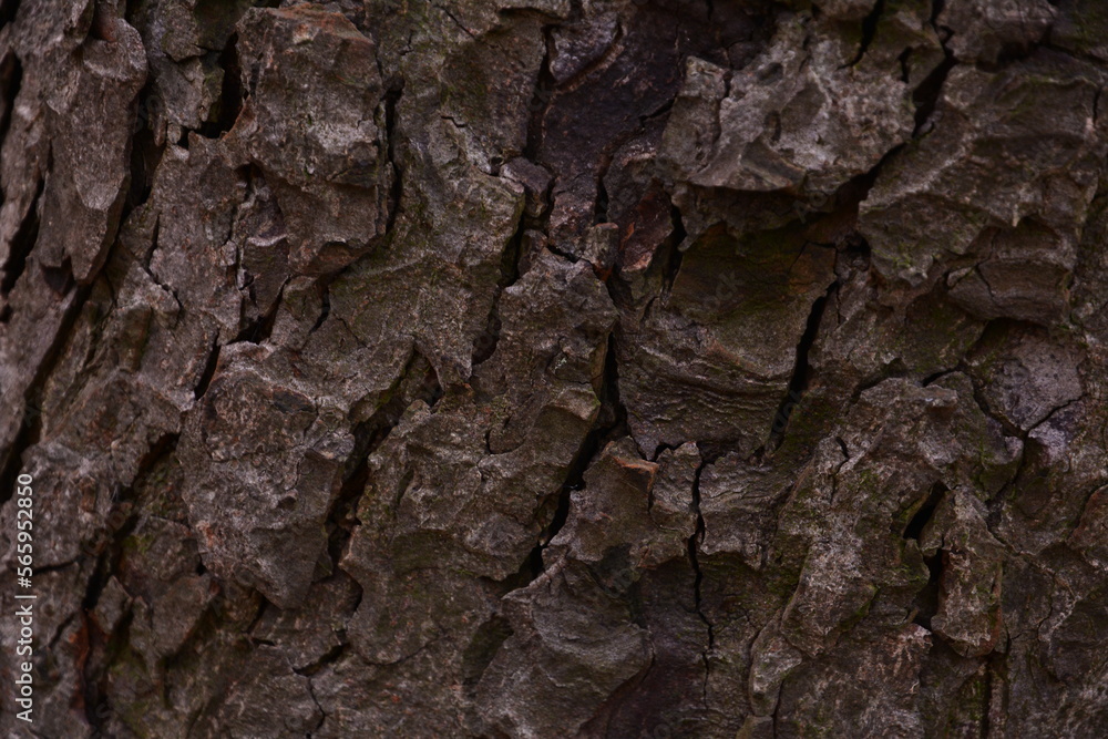 bark of a tree bark of a tree