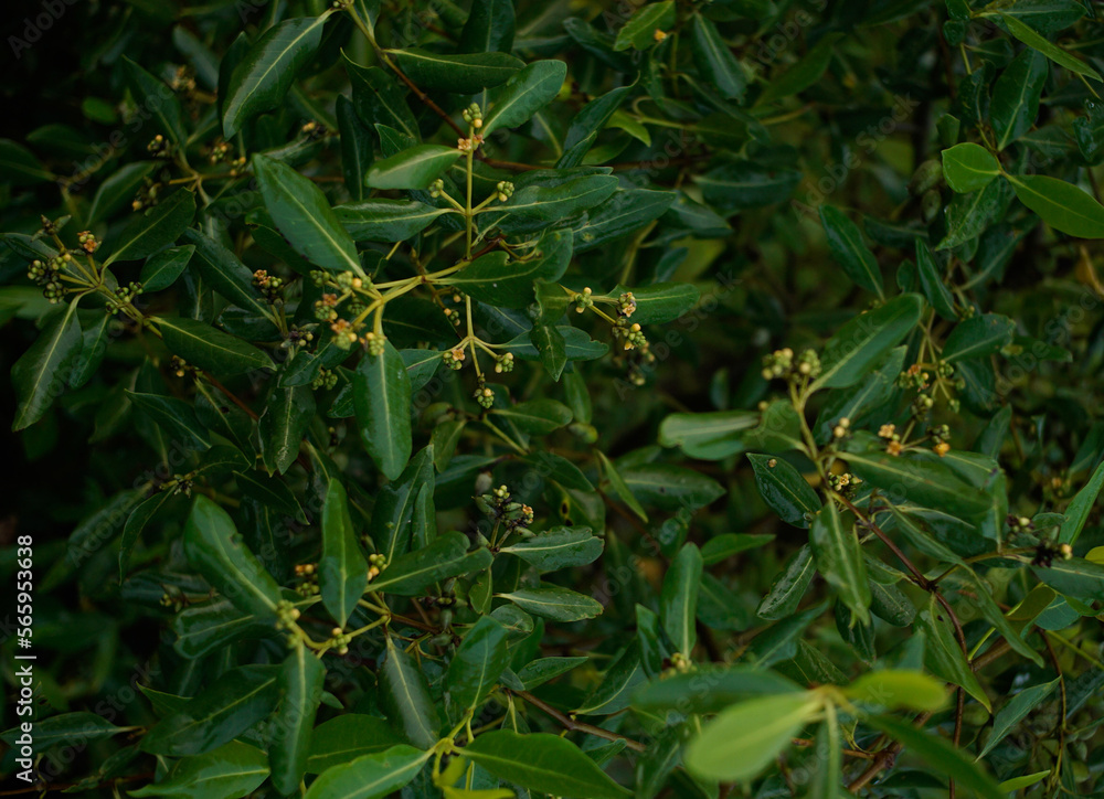 yellow and green leaves of a mangrove plant yellow and green leaves of a mangrove plant