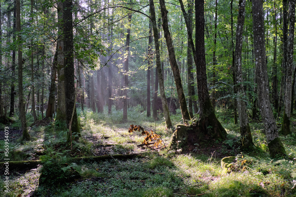 Misty sunrise morning in deciduous forest Misty sunrise morning in deciduous forest