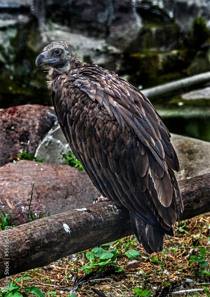 Cinereous vulture also known as the black vulture, monk vulture, or Eurasian black vulture. Latin name - Aegypius monachus Cinereous vulture also known as the black vulture, monk vulture, or Eurasian black vulture. Latin name - Aegypius monachus