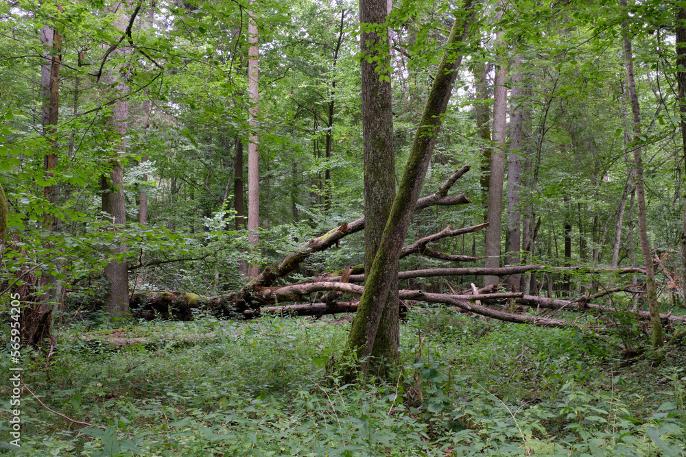 Alder tree deciduous stand Alder tree deciduous stand