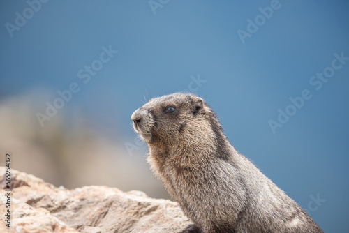Close up of a groundhog on a rock with mountain in the background on Blackcomb mountain  whistler  Canada