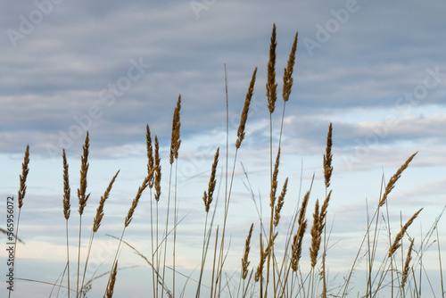 Fototapeta Naklejka Na Ścianę i Meble -  Kłosy trawy na tle nieba