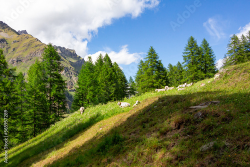 Panorama con mucche al pascolo in montagna. Mucche si rilassano con agli ultimi raggi di sole del pomeriggio. Alpi italiane. Estate in Val di Rhemes. Valle d'Aosta. Italia