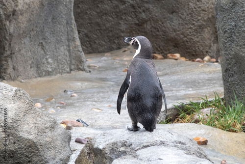 penguin walking on rocks