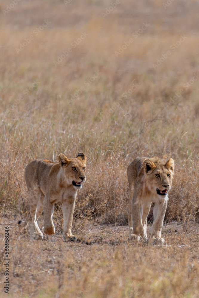 Wild young lions in the Serengeti National Park in the heart of Africa Wild young lions in the Serengeti National Park in the heart of Africa