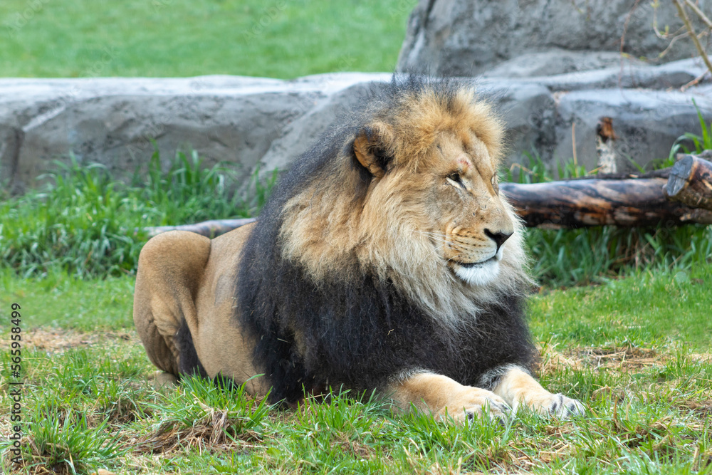 Obraz premium male lion laying in green grass resting while looking around