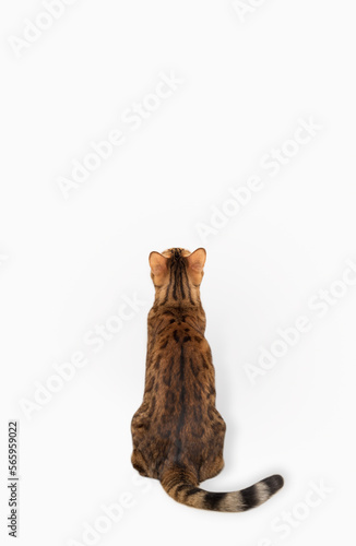 Wall Mural Bengal cat sits with his back to the camera on a white background