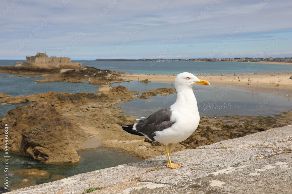 large yellow-billed gull on lookout near the sea in France in Europe large yellow-billed gull on lookout near the sea in France in Europe