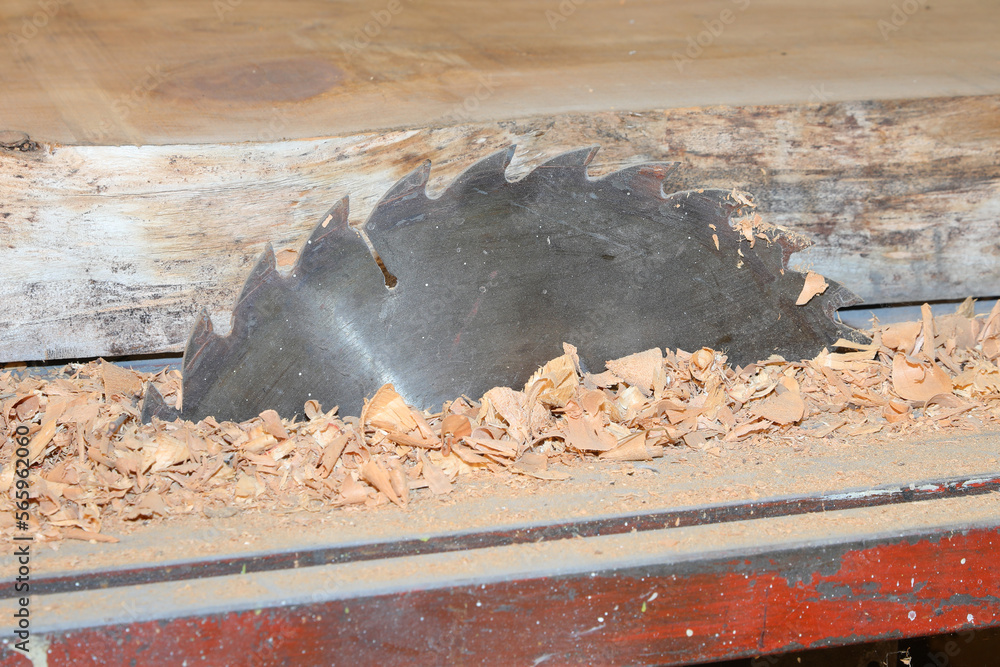 serrated blade of the circular saw in the carpentry and the wood shavings serrated blade of the circular saw in the carpentry and the wood shavings