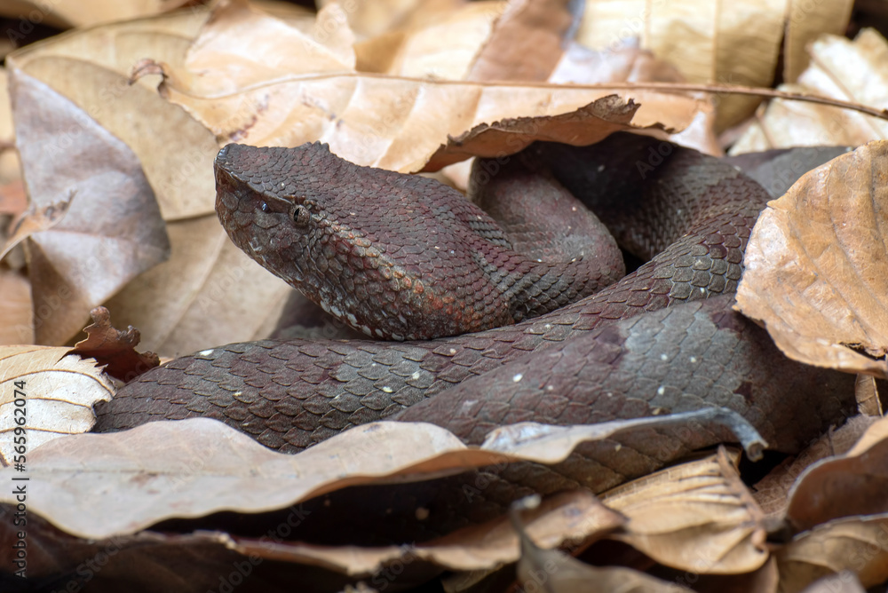 Fototapeta premium Flat nose pit viper hiding inside bush