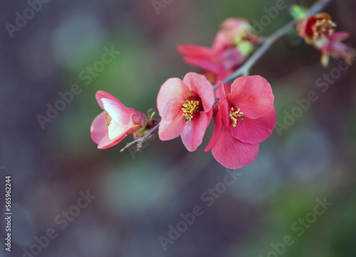 Photo of blooming pink quince flowers