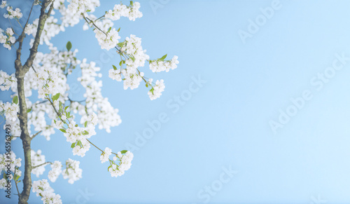 Sakura. Cherry tree blossom. Blue pastel background. Banner with place for text. Generative AI
