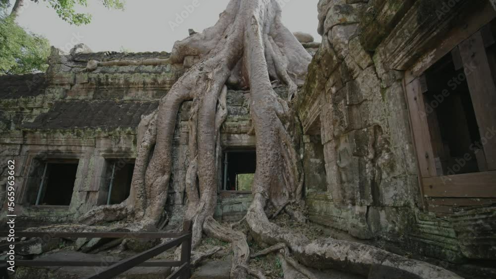 Ta Prohm Temple Bayon Style in Angkor Archeological Park - Tree Roots Over Stones, Probing Walls and Terraces Apart Ta Prohm Temple Bayon Style in Angkor Archeological Park - Tree Roots Over Stones, Probing Walls and Terraces Apart