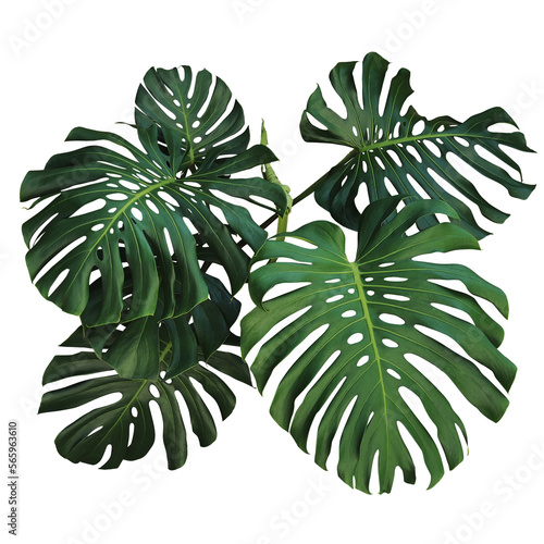 Dark green leaves of monstera or split-leaf philodendron (Monstera deliciosa) the tropical foliage plant bush popular houseplant