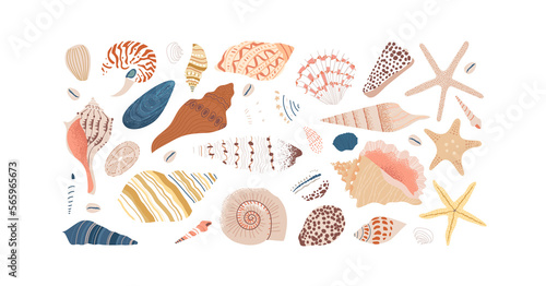 Set of diverse sea shell, aquatic life animals in flat cartoon style. Isolated marine seashell, star fish and more exotic wildlife. Summer vacation collection, tropical beach shells.  © Dedraw Studio