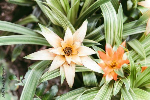 Fototapeta Naklejka Na Ścianę i Meble -  orange flowers of a botanical garden