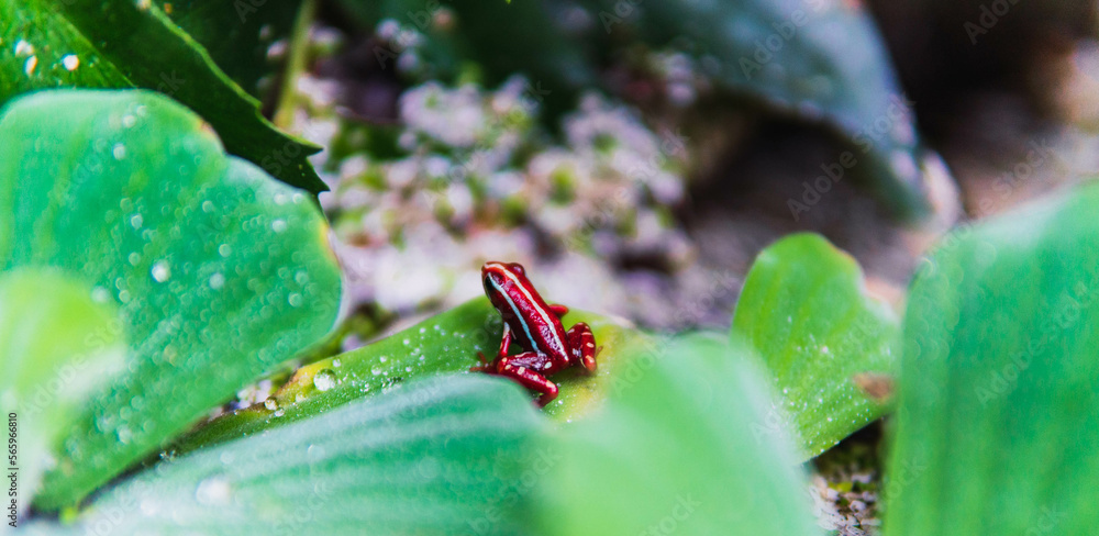 Photo &amp; Art Print red frog with white spots perched on green 