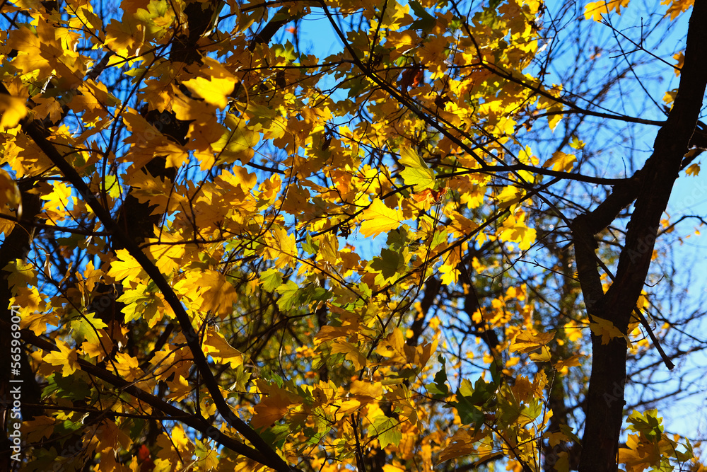 Yellow, red, orange autumn leaves against the blue sky in the autumn forest. The concept of autumn. Autumn landscape. Yellow, red, orange autumn leaves against the blue sky in the autumn forest. The concept of autumn. Autumn landscape.