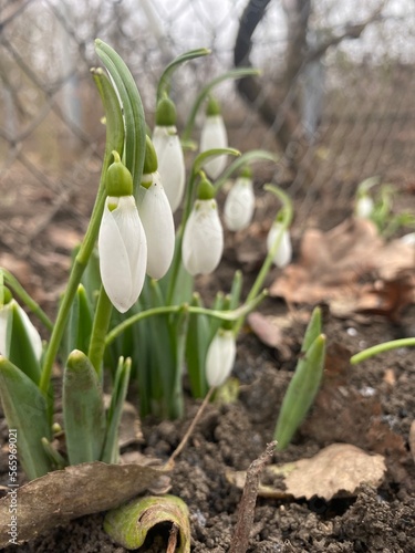 white snowdrops grow near last year s leaves. First spring flowers 